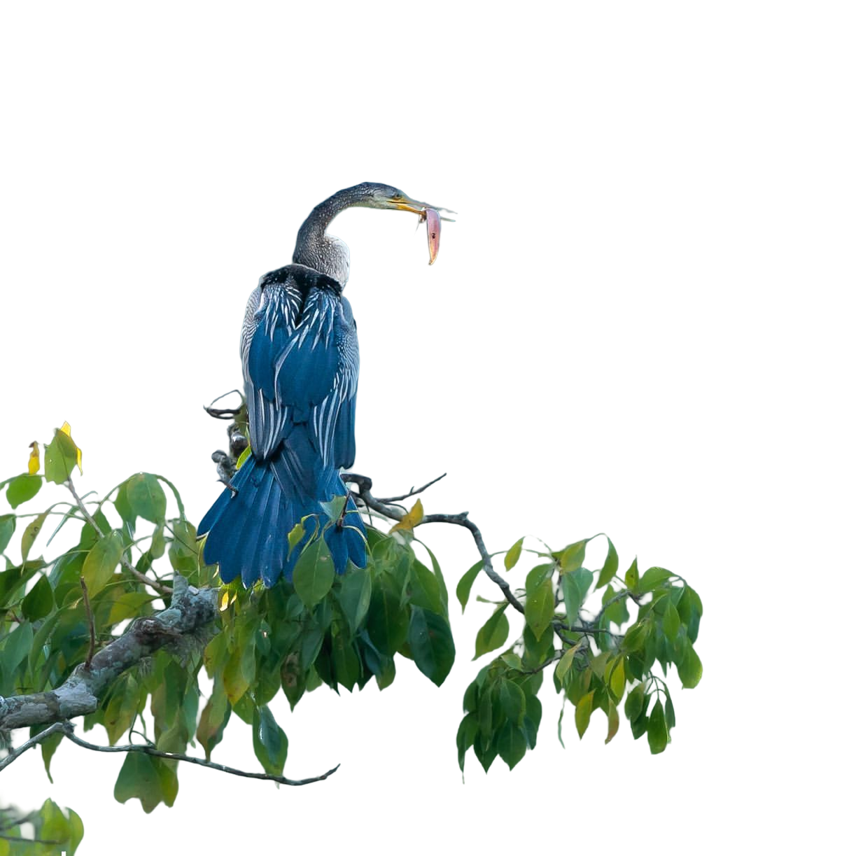 Darter bird perched majestically on branch