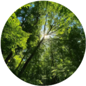 Forest canopy with sunlight streaming through leaves