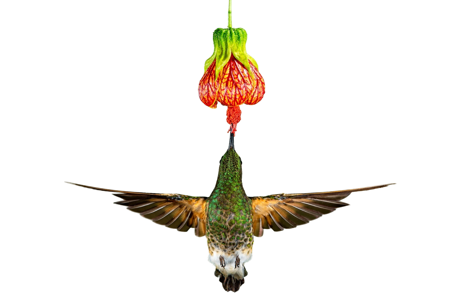 Hovering hummingbird drinking from orange bell flower